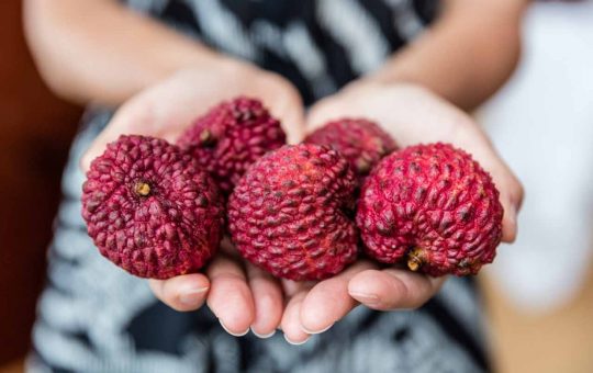 Frutta-pasto-solocine.it