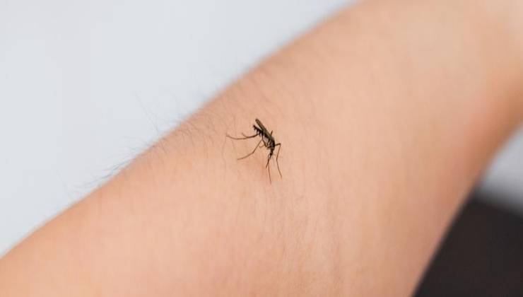 zanzara-pericoli-solocine