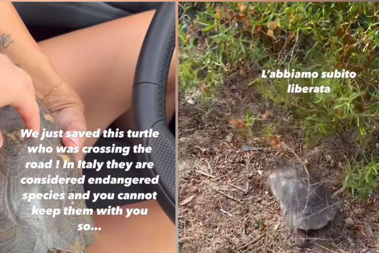 Il video in cui ha salvato la tartaruga | Fonte: Instagram