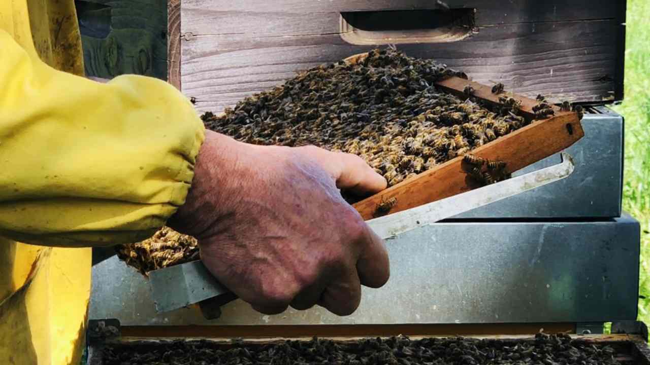 Dramma sul set- apicoltore- solocine.it